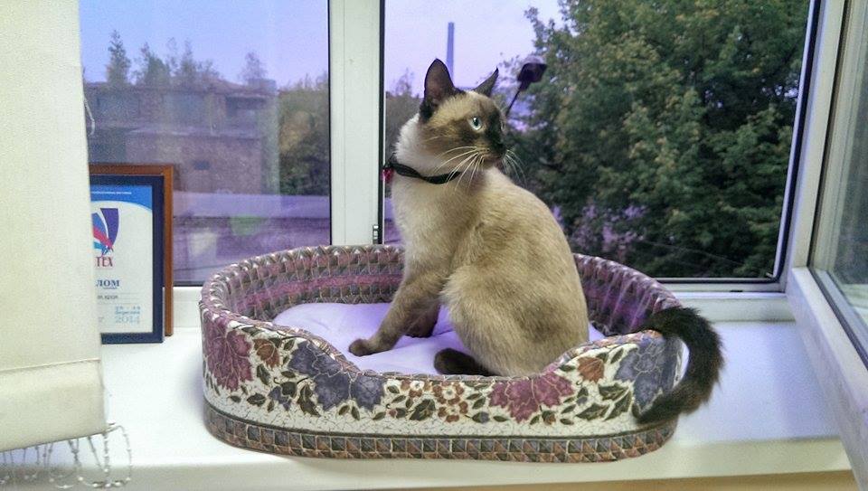 "Железный трон для животных". Как украинка покоряет владельцев собак и котов всего мира