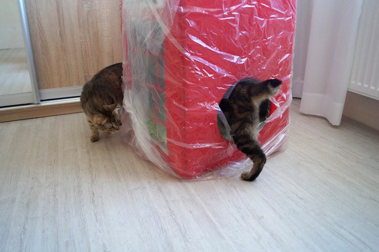 "Железный трон для животных". Как украинка покоряет владельцев собак и котов всего мира