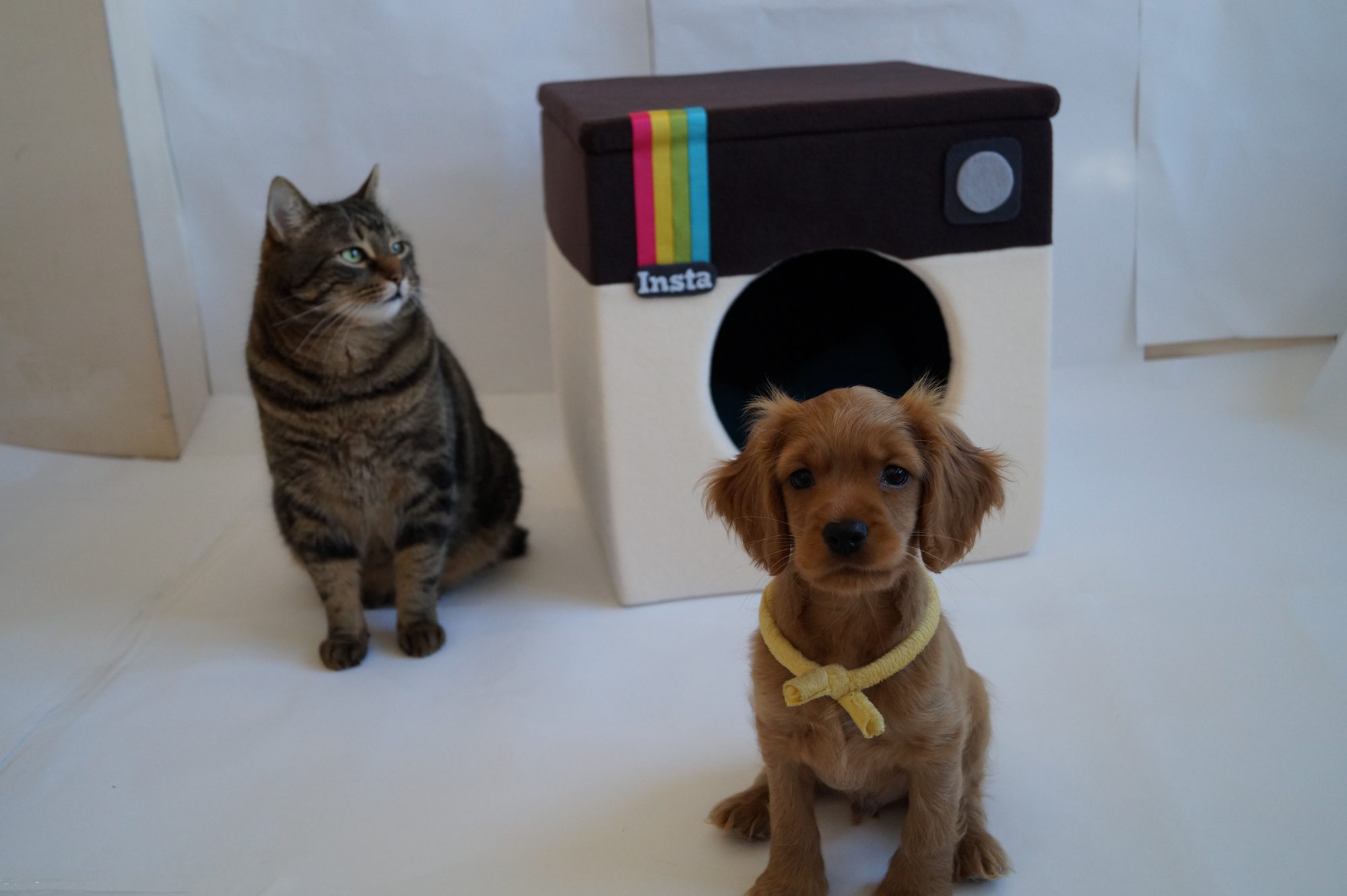 "Железный трон для животных". Как украинка покоряет владельцев собак и котов всего мира