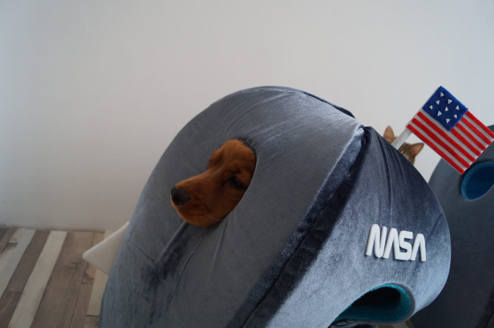 "Железный трон для животных". Как украинка покоряет владельцев собак и котов всего мира