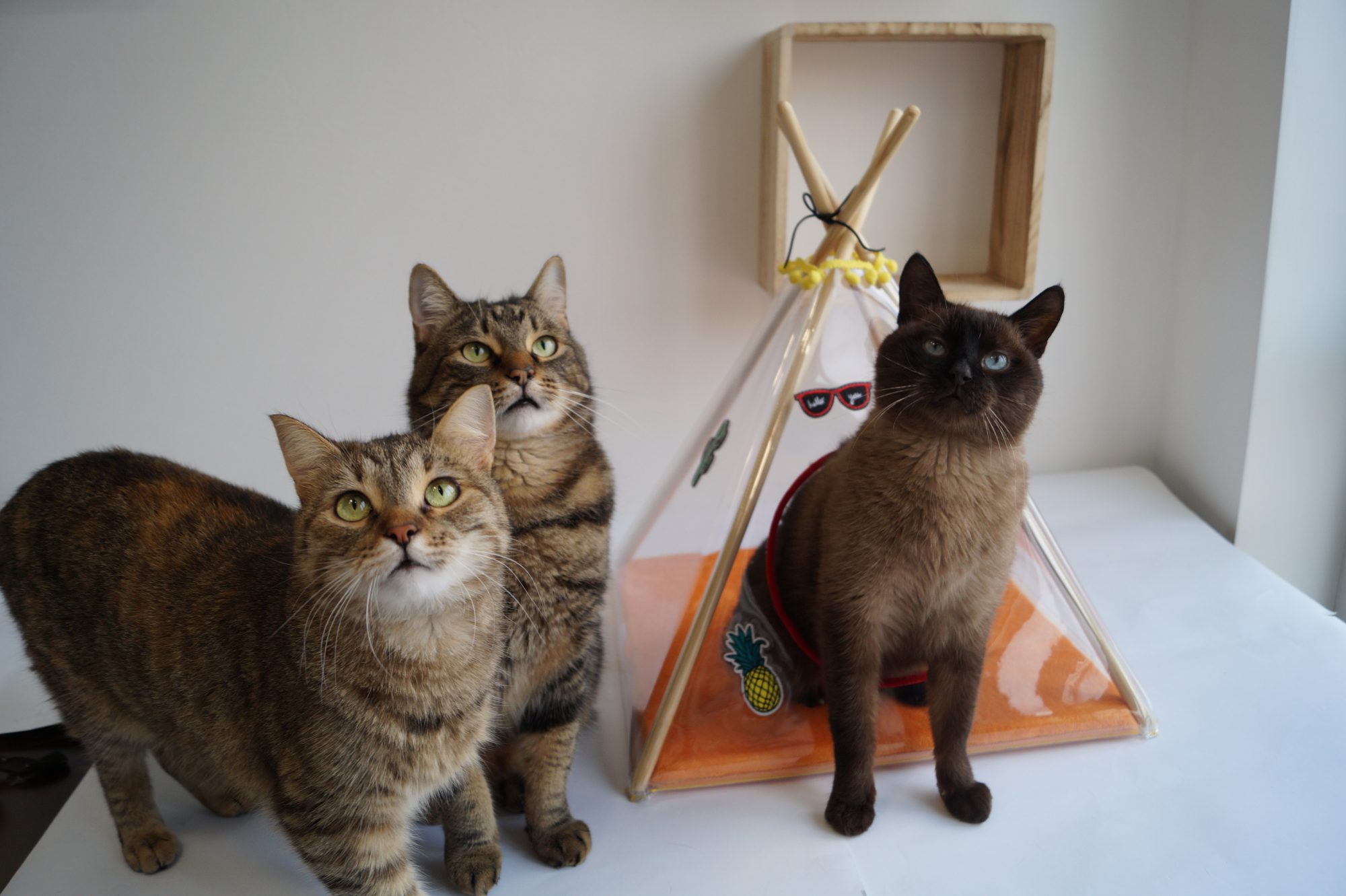 "Железный трон для животных". Как украинка покоряет владельцев собак и котов всего мира