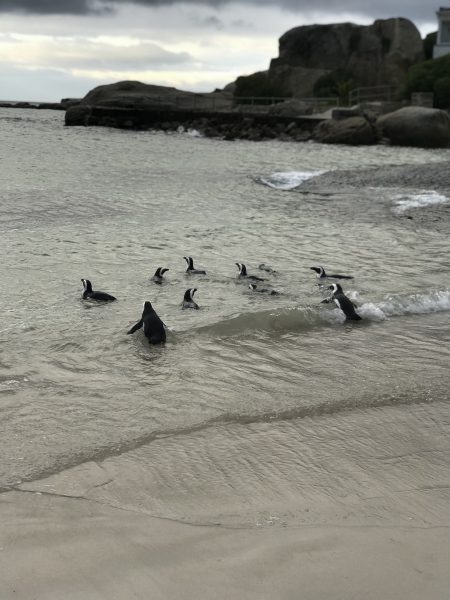 Серфинг в Южной Африке: Прощание со страхами