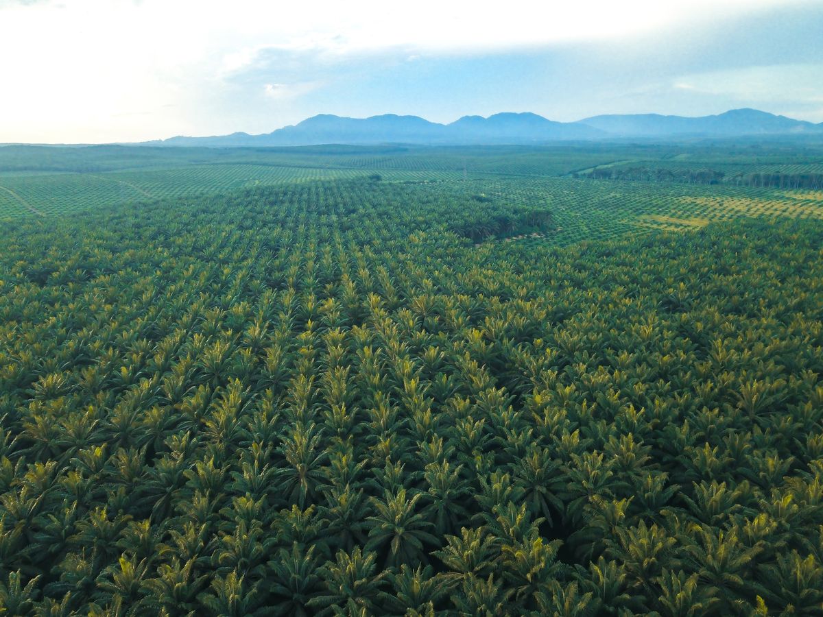 Олійна пальма, плантація пальм